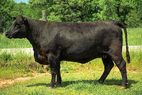 Angus Cattle For Sale